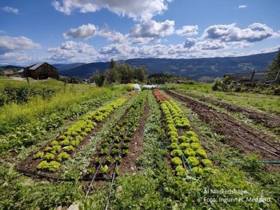 illustrasjon markedshage